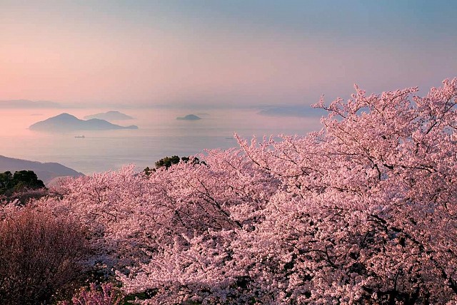 桜の名所・紫雲出山