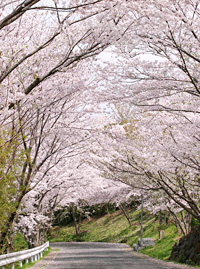 松島の桜坂