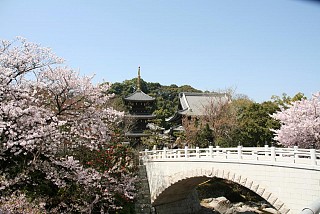 桜満開の水間寺