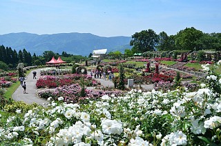 日本最大級のばら園