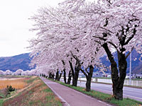 猿ヶ石川の桜並木