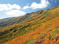 日本屈指の山岳紅葉（栗駒山）