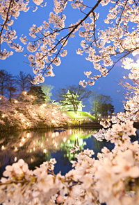 高田城三重櫓と夜桜
