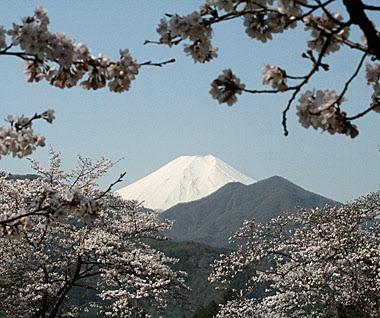 城山からの桜と富士