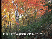 米子大瀑布 遊歩道の紅葉