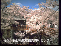 高遠城址の桜
