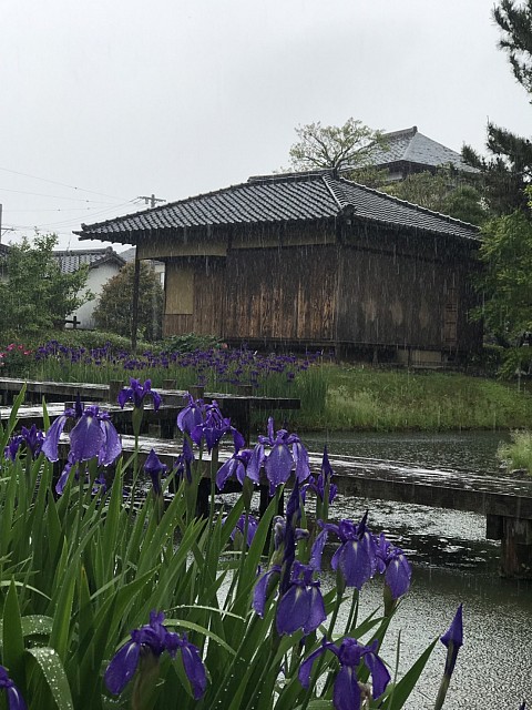 田中城下屋敷と花菖蒲