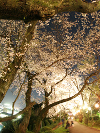 菊川桜まつり～夜桜ライトアップ～