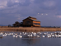 米子水鳥公園