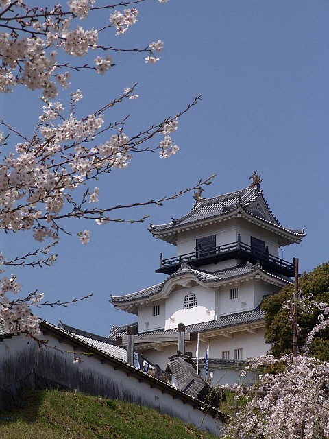 掛川城と掛川桜