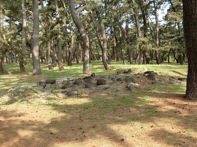 敷島公園の松林