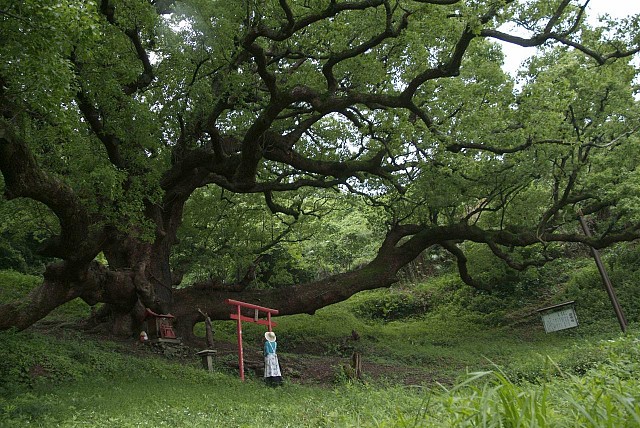 志々島の樹齢1200年以上の大楠