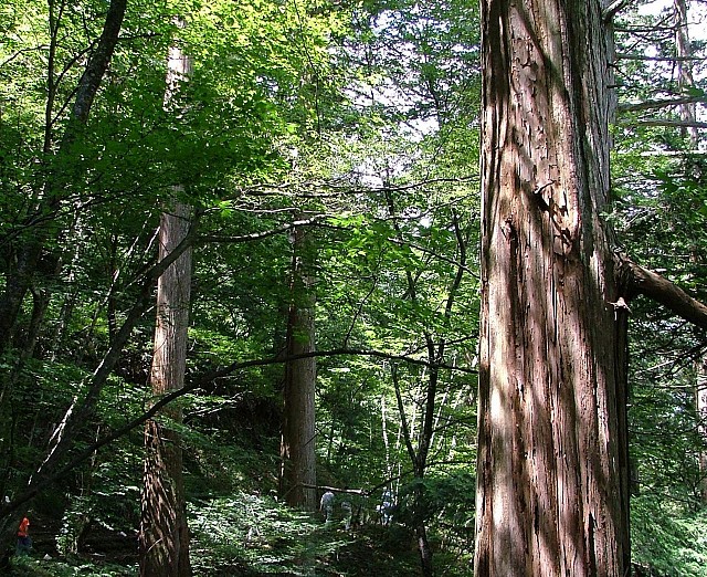 加子母地区の森林