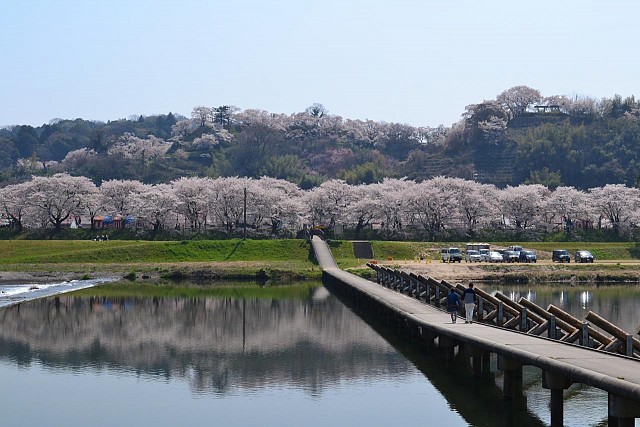 願い橋と斐伊川堤防桜並木