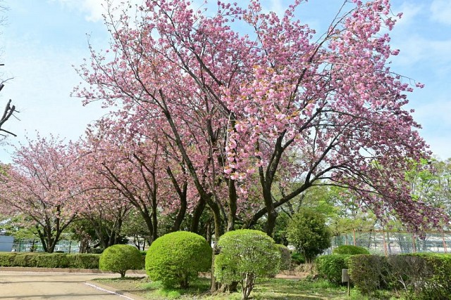 四街道中央公園　桜