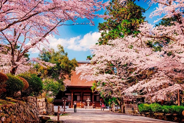 三井寺(桜)